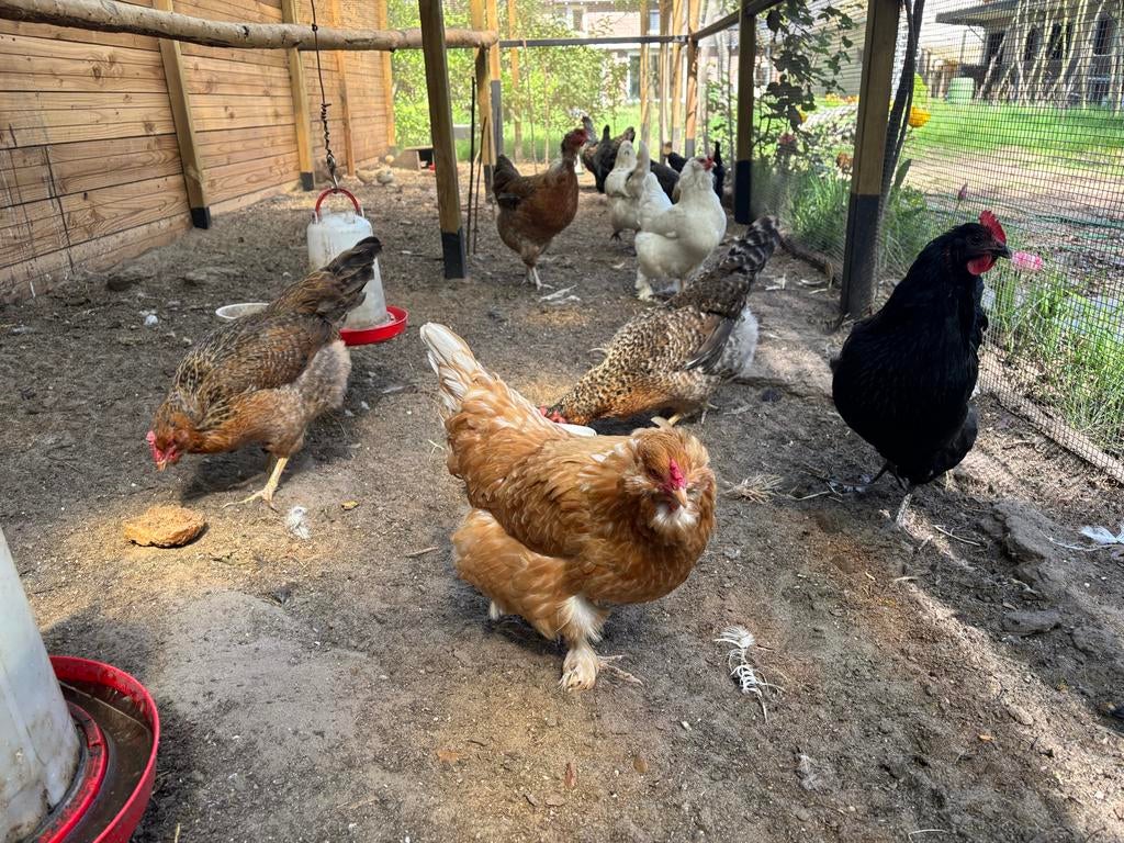 Verschillende hennen Araucana kruisingen, Dieren en Toebehoren, Pluimvee, Vrouwelijk, Kip