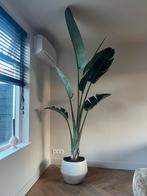 Strelitzia kamerplant - 245 cm hoog - inclusief pot, Ophalen, In pot, Halfschaduw, 200 cm of meer