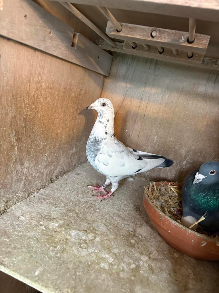 Jonge duiven uit de kwekers, Meerdere dieren, Postduif