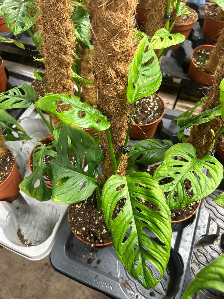 Monstera Esqueleto - 15cm pot, 60cm hoog, Huis en Inrichting, Kamerplanten, Ophalen of Verzenden