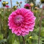 Dahlia, Ophalen of Verzenden, Voorjaar, Volle zon, Knol