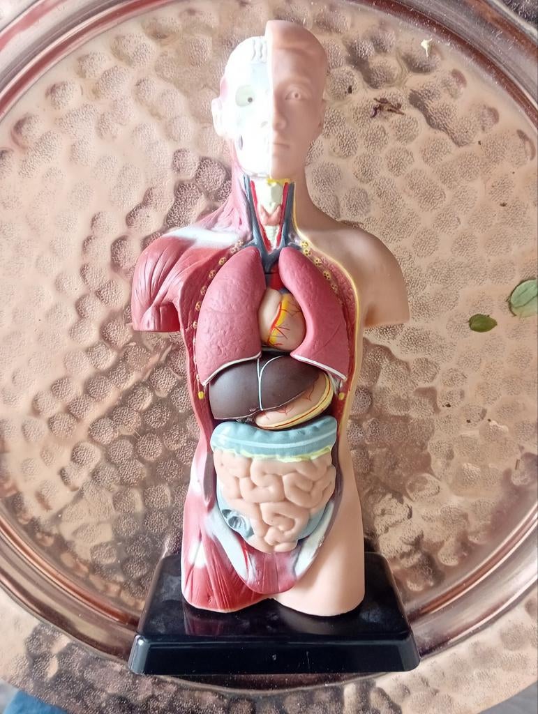 Anatomie Pop, Ophalen of Verzenden, Zo goed als nieuw
