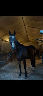 Lieve knappe merrie (169cm)