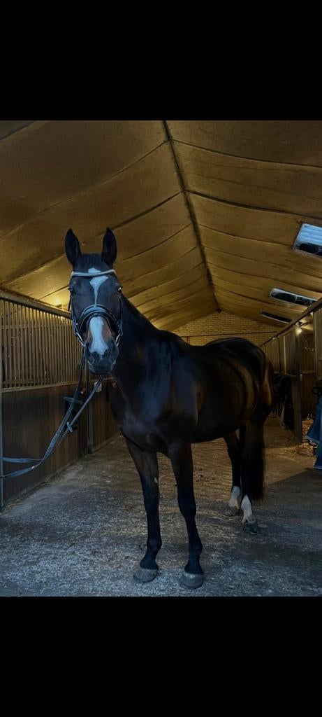 Lieve knappe merrie (169cm), Dieren en Toebehoren, Paarden
