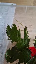 Indische wandelende tak nimfen, Wandelende tak