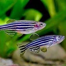 zebra danio €2,00, ., Overige typen, Nieuw, Ophalen of Verzenden