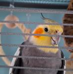 Valkparkiet man 3 jaar, Dieren en Toebehoren, Mannelijk, Parkiet