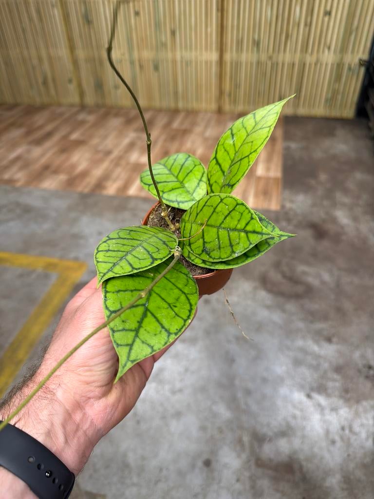 Hoya callistophylla Kal16 - Zeldzame wasbloem in 9 cm pot, Huis en Inrichting, Kamerplanten, Ophalen of Verzenden