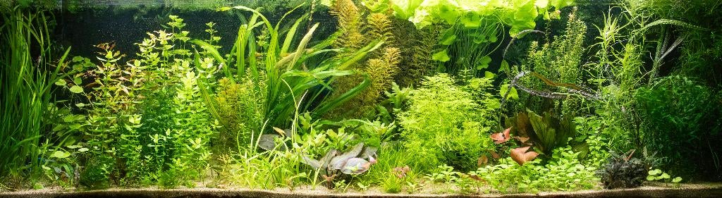 Aquariumplanten totaalpakket 42 plantjes vaste prijs € 10,-, Ophalen, Gebruikt, Plant(en), Steen of Hout