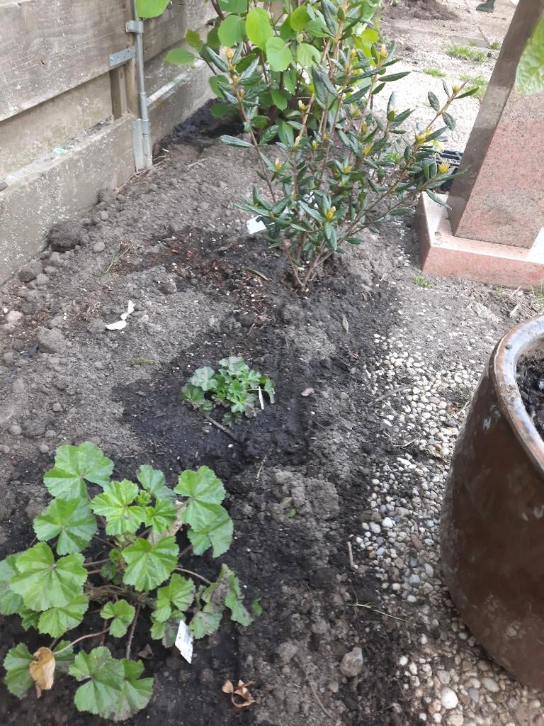 Gratis compost zwarte grond gemengt, Ophalen, Compost