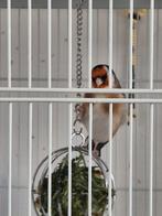 MAROKKAANSE PARVA 2025 MAN, Mannelijk, Wildzangvogel, Tam