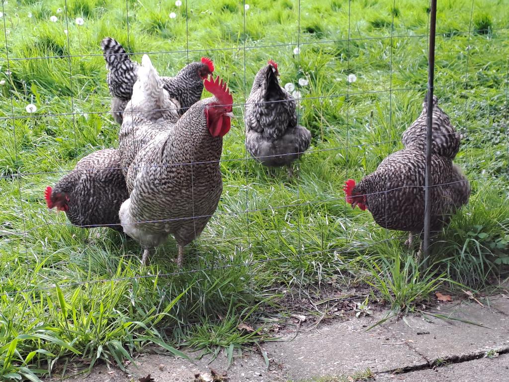 broedeieren Noord Hollandse Blauwe raszuiver ouders onverw., Meerdere dieren, Kip