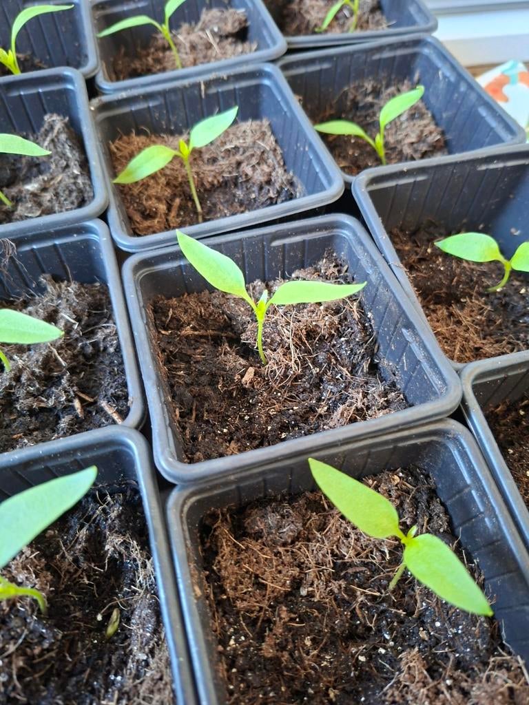 Rode paprika plantjes, Ophalen, Eenjarig, Groenteplanten, Volle zon