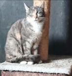 Nog 1 Kitten Kater (Moeder Blauwe Rus/Siamees)