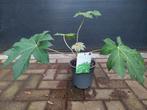 Tetrapanax Papyrifera - Chinese Rijstpapierplant H: 50 cm., Vaste plant, Bloeit niet, Halfschaduw, Ophalen