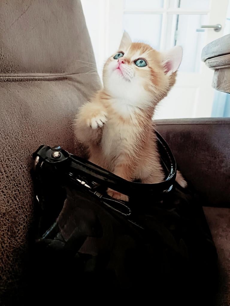 Unieke Britse Korthaar Black Golden Shaded Kittens, Dieren en Toebehoren, Katten en Kittens | Raskatten | Korthaar, Meerdere dieren