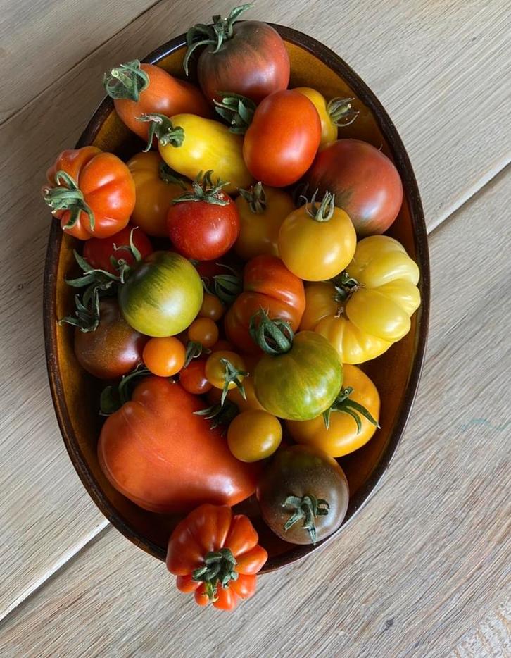Tomaten, paprika, peper, aubergine en pompoenplanten te koop, Tuin en Terras, Planten | Tuinplanten, Eenjarig, Groenteplanten