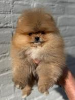 Bearface pomeranian | Pomeriaan | reutje, Dieren en Toebehoren, Particulier, 15 weken tot 1 jaar, Buitenland, Eén hond