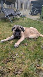 Kangal / Anatolische herder, Dieren en Toebehoren, 8 tot 15 weken, Eén hond, Nederland, Particulier