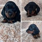 1 Korthaar Kaninchen Dwerg Teckel pup – Liefdevol Opgevoed, Kaninchen, Reu, 8 tot 15 weken, Korthaar