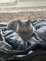 Birtse korthaar volbloed!, Kater, Gechipt, 3 tot 5 jaar