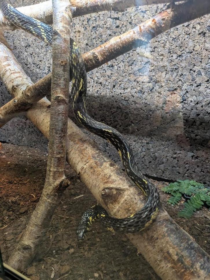 Pilotes pullatus Guyana man, Rat Snake - male for sale from Monty-Python