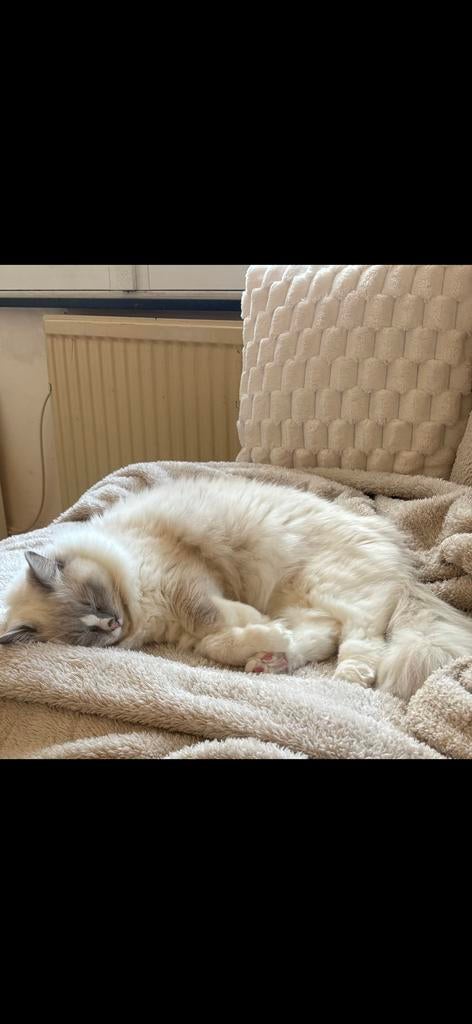 Onze Lieve Ragdoll kater zoekt een nieuw warm huisje!, Dieren en Toebehoren, Kater, Met stamboom, 0 tot 2 jaar