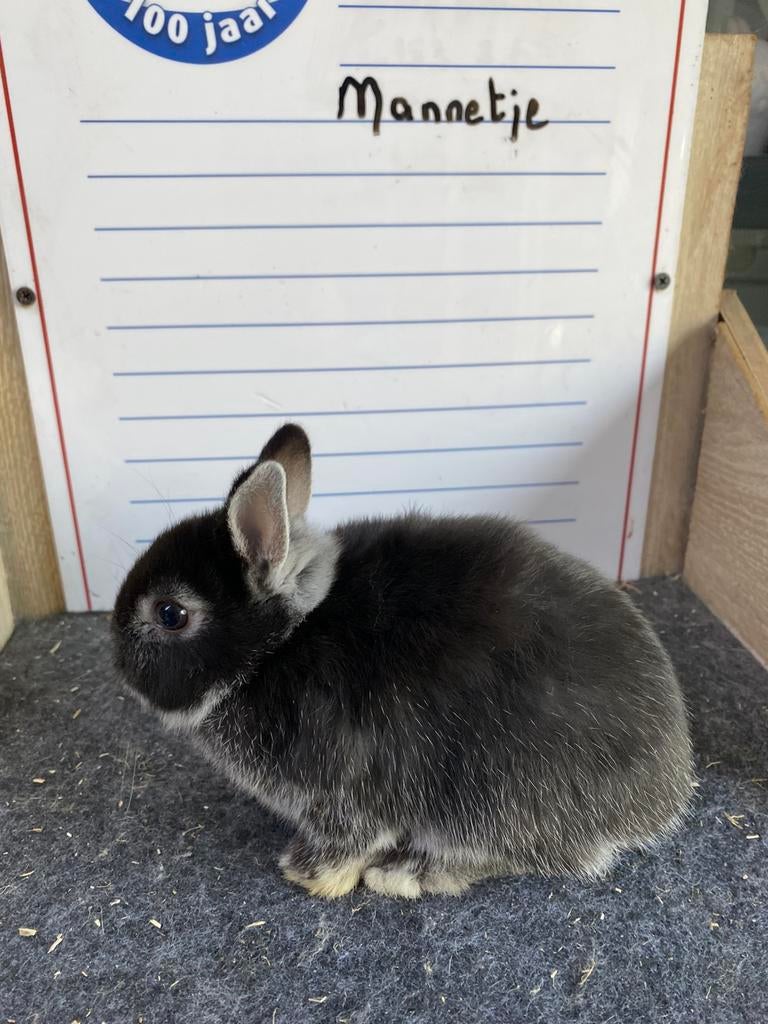 Mooie jonge handtamme dwergkonijnen, Mannelijk, Groot