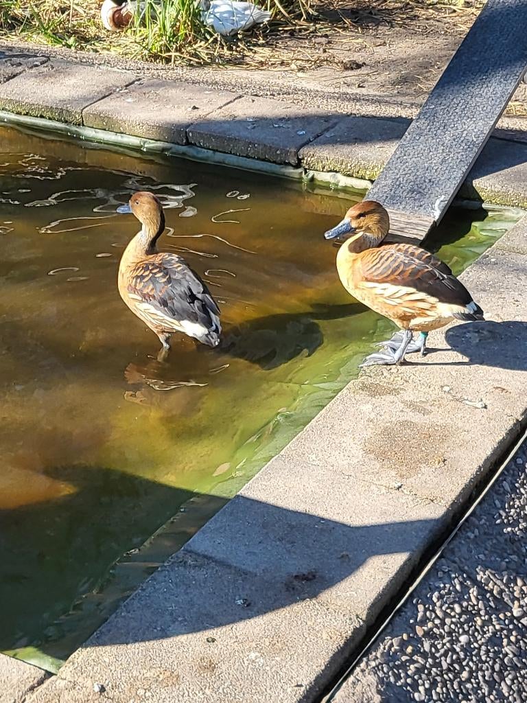 aangeboden koppel gele boomeenden / fluiteenden siereenden, Meerdere dieren, Eend