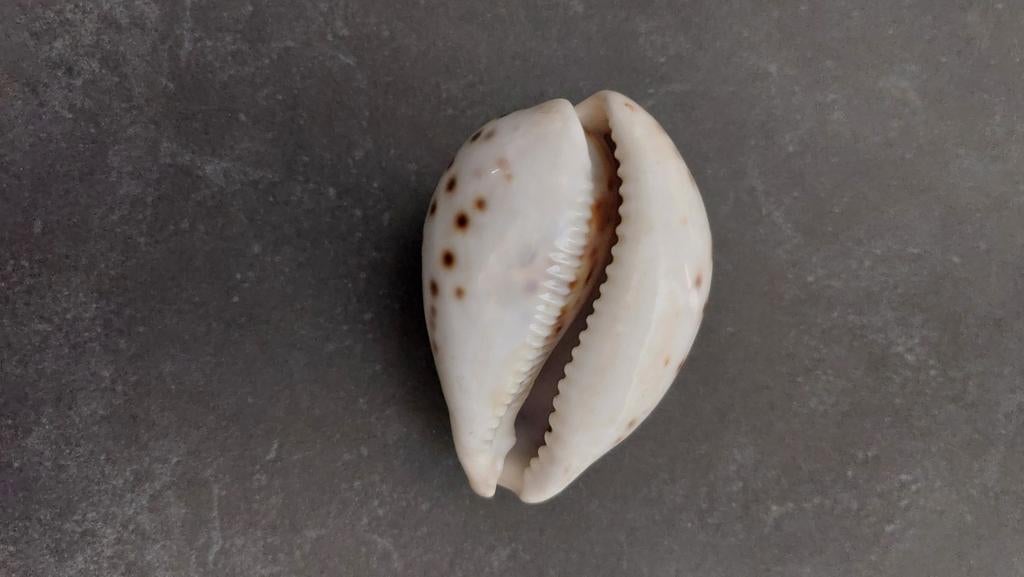 Te koop schelp, Verzamelen, Mineralen en Fossielen, Ophalen of Verzenden, Schelp(en)