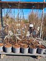 Grootbloemige Kornoelje (Cornus kousa var. chinensis), Tuin en Terras, Planten | Bomen, In pot, Halfschaduw, Ophalen of Verzenden