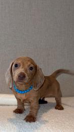 mooie red merle reutjes Dwergteckel  Kaninchenpups te koop, Parvo, 8 tot 15 weken, Korthaar, Dwerg