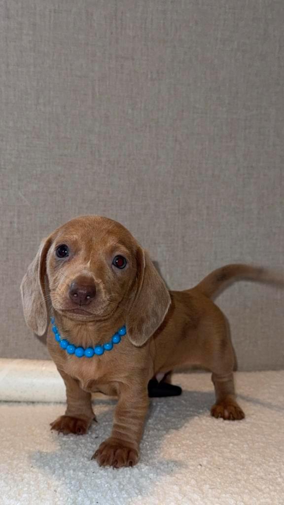 mooie red merle reutjes Dwergteckel  Kaninchenpups te koop, Dieren en Toebehoren, Honden | Teckels en Dashonden, Meerdere dieren