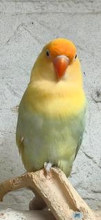 Turquoise dilute fischeri, Geslacht onbekend, Dwergpapegaai of Agapornis, Geringd