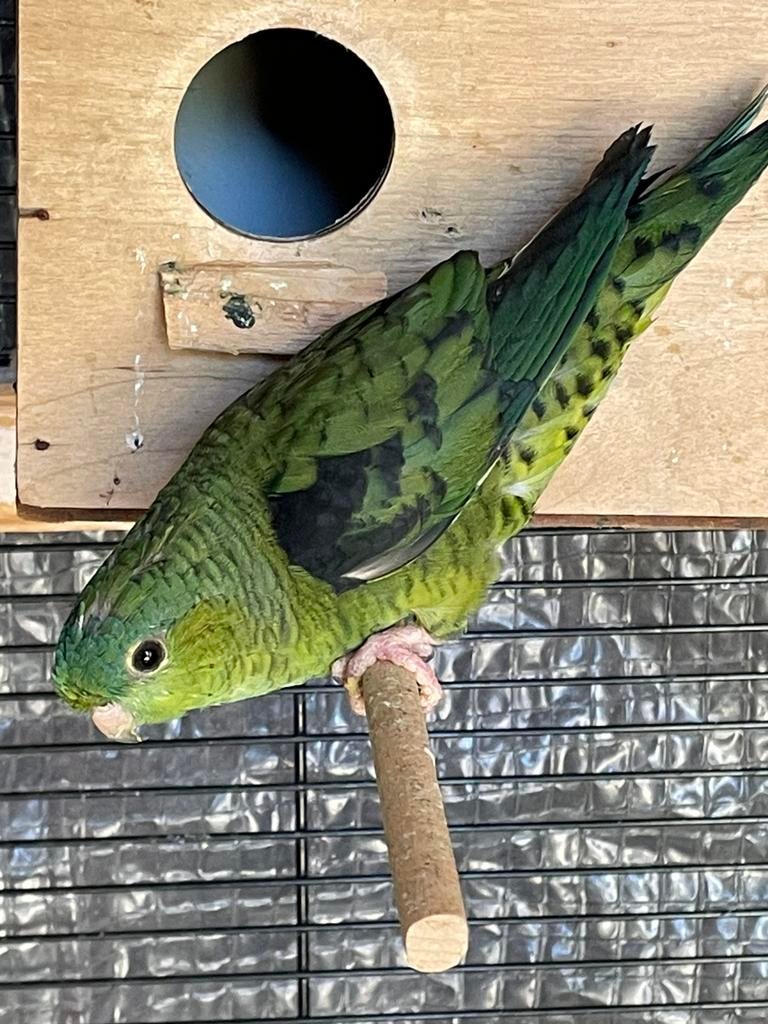 Mooi een koppel groene broedrijp catharina parkieten te koop, Meerdere dieren, Parkiet