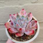 Echeveria Pink Glass Vetplanten Succulenten, Huis en Inrichting, Verzenden, Vetplant, Halfschaduw, Minder dan 100 cm