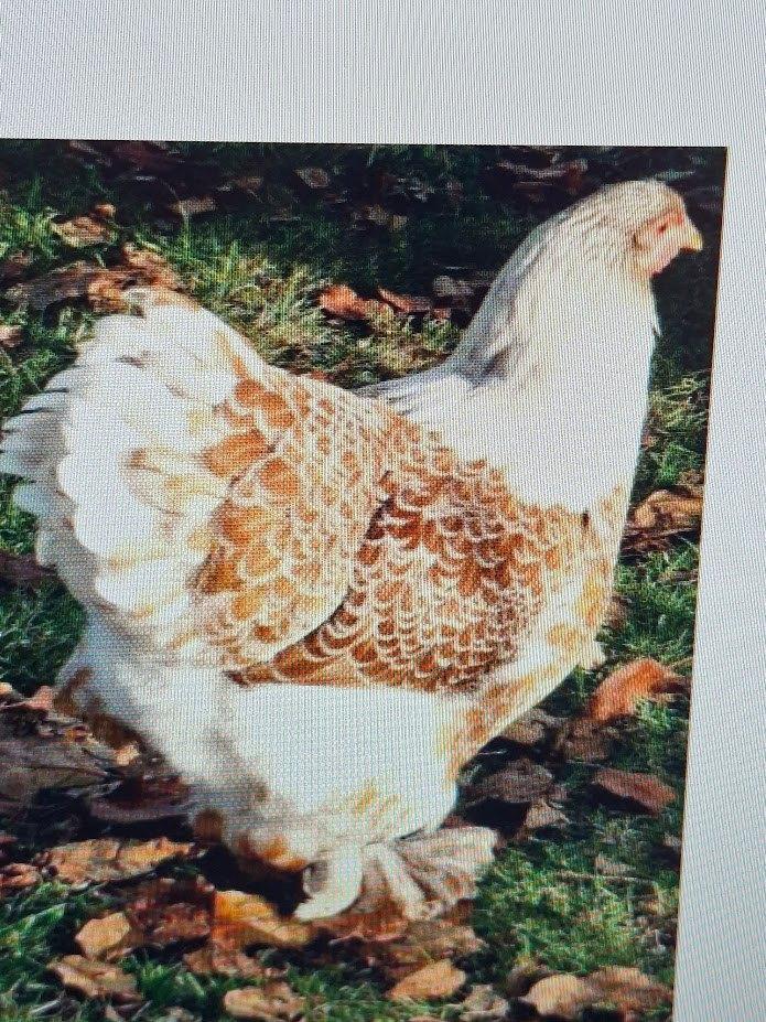 brahma kuikens, Dieren en Toebehoren, Pluimvee, Kip, Geslacht onbekend