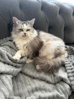 Lieve schattige poesje, Dieren en Toebehoren, Katten en Kittens | Overige Katten, Poes