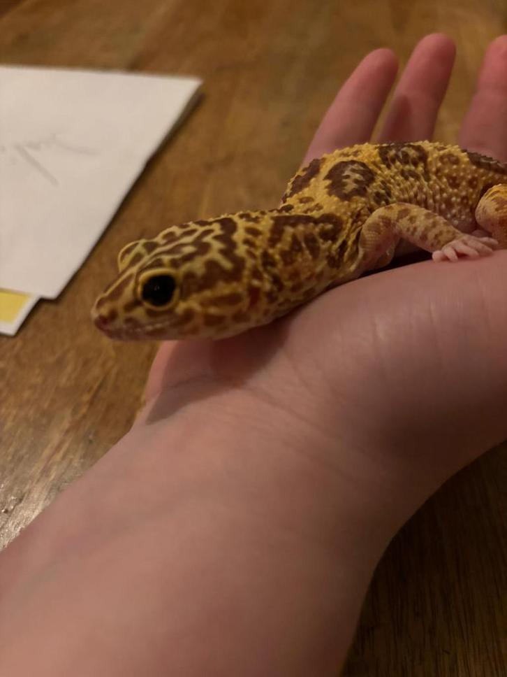Luipaard gekko Leopard Gecko - female for sale from ...