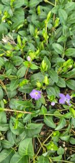 Vinca minor - Blauw | Maagdenpalm, Ophalen, Bodembedekkers, Vaste plant, Halfschaduw