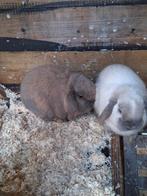 2 lieve konijnen (broertjes), Mannelijk