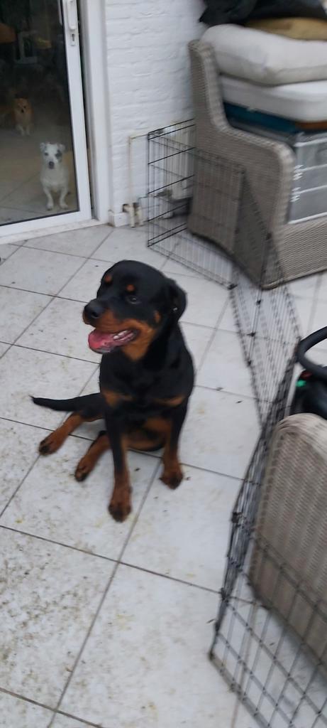 Rothweiler, volwassen, 14 maanden, Dieren en Toebehoren, Honden | Bulldogs, Pinschers en Molossers, Reu, Rottweiler, Particulier
