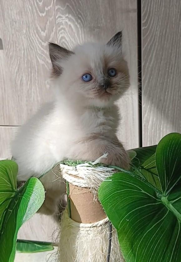 Nog 1 super sociale Ragdoll katertje beschikbaar., Dieren en Toebehoren, Katten en Kittens | Raskatten | Langhaar, Kater, Ontwormd