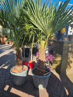 Trachycarpus Fortunei stam 50cm - winterhard, Volle zon, Ophalen of Verzenden, Minder dan 100 cm, Zomer