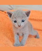 Blauwe rus kittens met Stamboom., Dieren en Toebehoren, Kater, Met stamboom