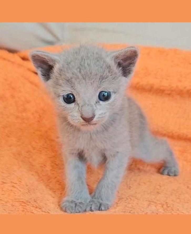 Blauwe rus kittens met Stamboom., Dieren en Toebehoren, Katten en Kittens | Raskatten | Korthaar, Kater, Met stamboom