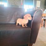 Teckel pup.Dwerg teckel pup blond, Parvo, Reu, 8 tot 15 weken, Korthaar