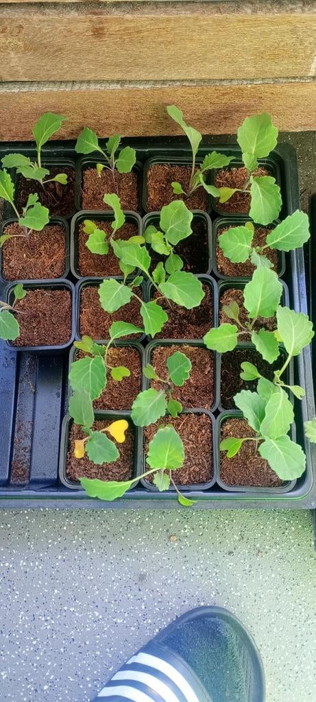 paarse broccoli zaailingen, Ophalen, Eenjarig, Groenteplanten, Volle zon