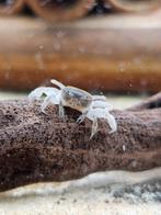 Potamocypoda pugil | dwergspookkrab, Kreeft, Krab of Garnaal, Zoetwatervis, Schoolvis