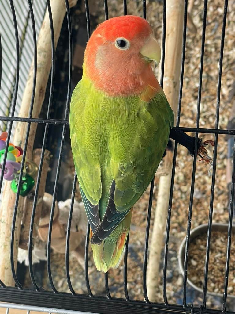 Agapornis Dwergpapegaai Lovebird Fischerie Roseicolle Person, Meerdere dieren, Papegaai, Geringd